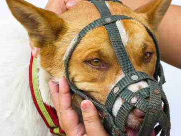 Chiens : les races de chiens interdites en France et les risques