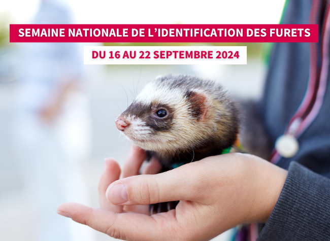 semaine nationale des furets