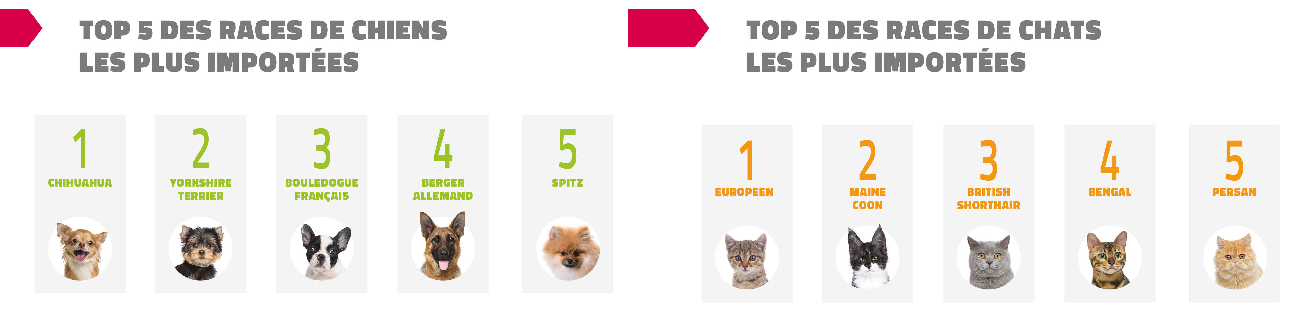 L Importation Des Chiens Chats Et Furets Par Les Francais Une Croissance De 17 En 4 Ans Votre Animal