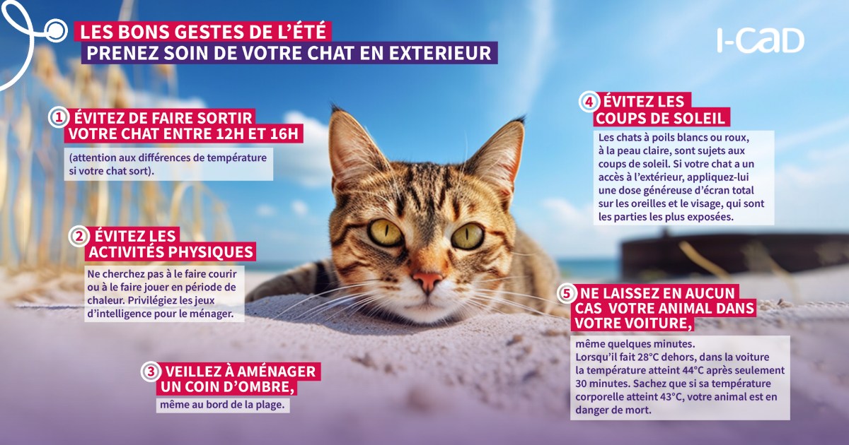 canicule chat été