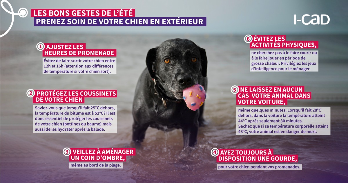 canicule chien été