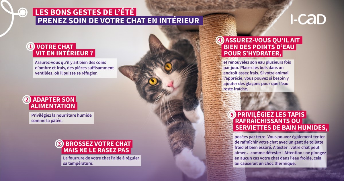 canicule chat été