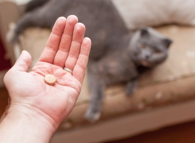 animaux aux antimicrobiens