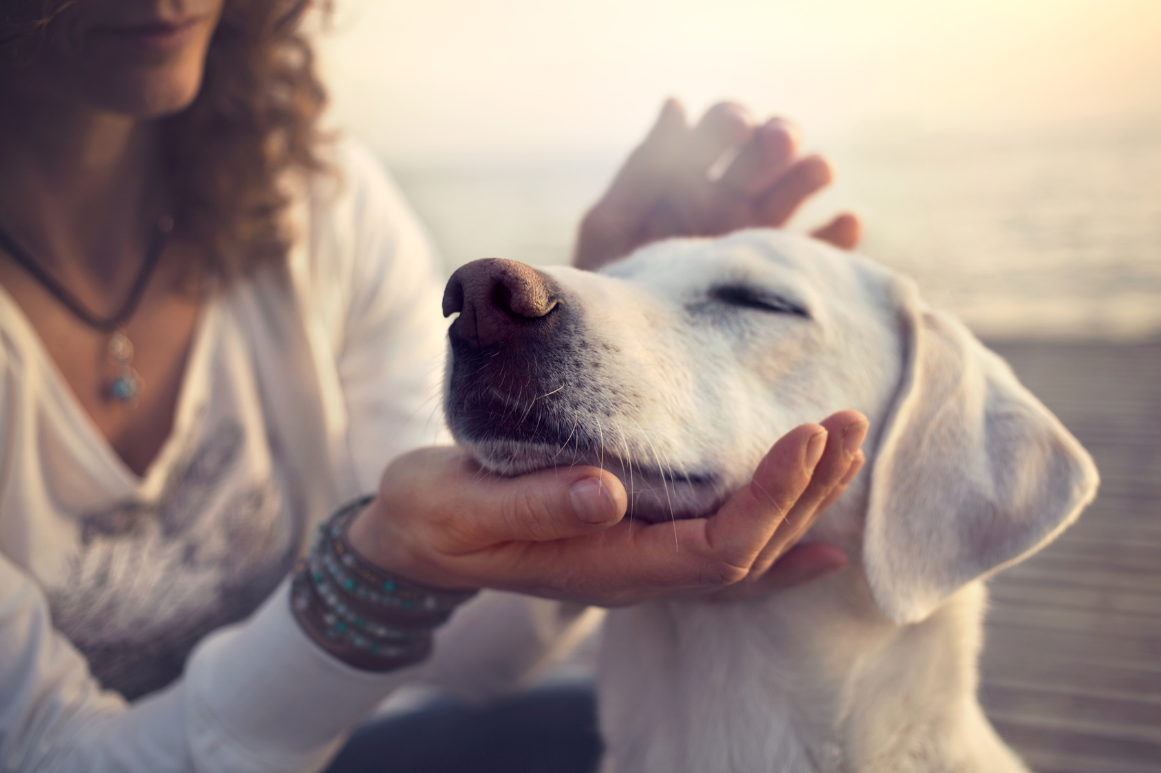 La Santé Des Chiens De Race Sous Surveillance