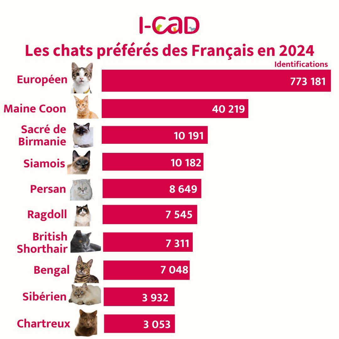 les chats préférés des français en 2024