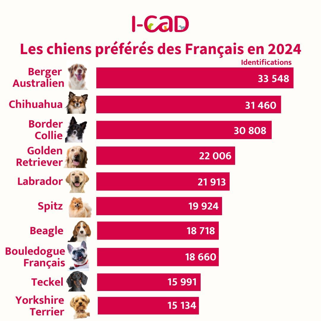 les chiens préférés des Français en 2024