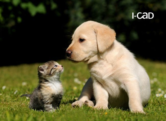 noms des chiots et chatons de race en 2025